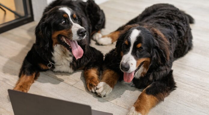 Wat je kunt doen als je last hebt van blaffende honden