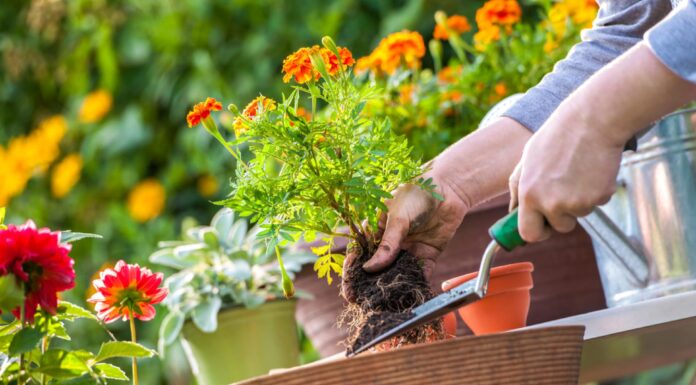 De tuin onder handen nemen Depositphotos_29288321_S